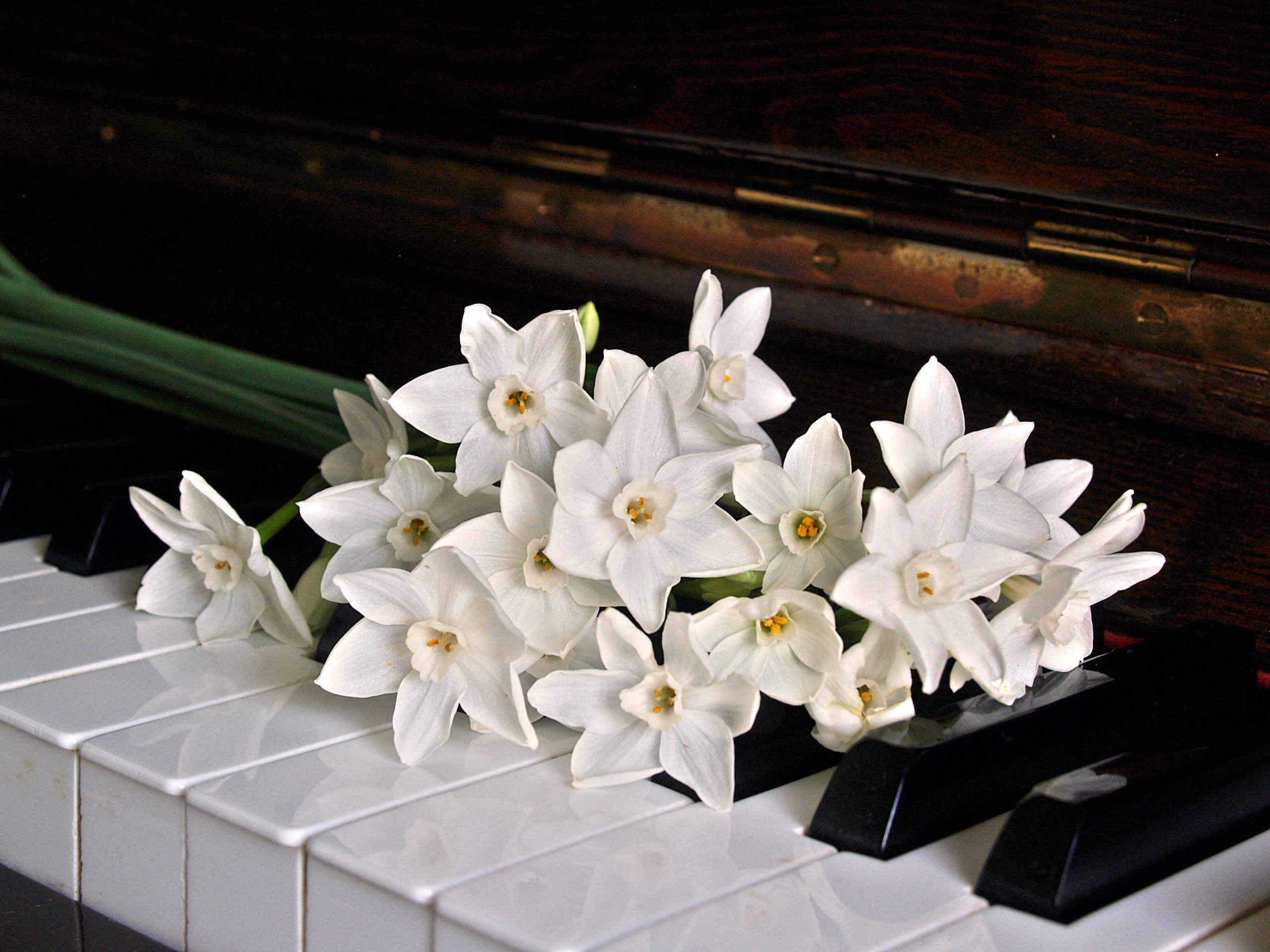 piano-1398069